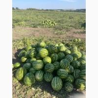 Продам кавун Продюсер