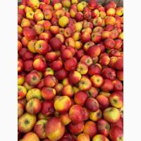 ПРОДАМО яблука на переробку