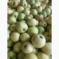 ПРОДАМО яблука на переробку