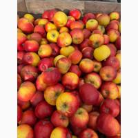 ПРОДАМО яблука на переробку