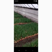 Лук перо зелена цибуля продам