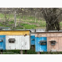 Продам бджолопакети карпатка