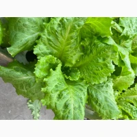 Продам салат