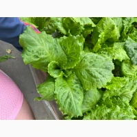 Продам салат