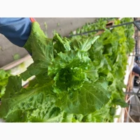 Продам салат