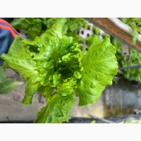 Продам салат