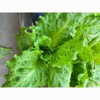 Продам салат