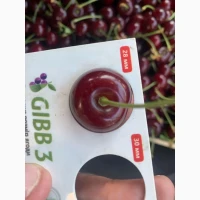 Продам вишню садову