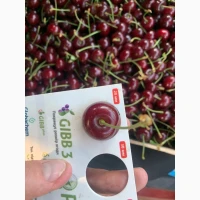 Продам вишню садову