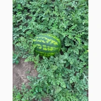 Продам кавун оптом від виробника. Висока якість, солодкий та спілий