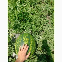 Продам кавун топган, талісман, арашан, фарао, нун, баронеса, Покемон, фієста, і тд