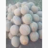Продам свіжу соковиту диню
