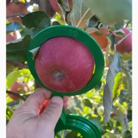 Продам яблуко Ред Джонапринц