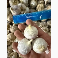 Однозубка часнику ЛЮБАША, ДЮШЕС, ІРЕН