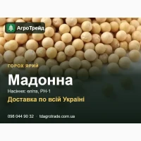 Посівний горох Мадонна - насіння еліта, РН-1, від 24 600 грн/т