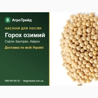 Продам насіння озимого гороху - Балтрап, Авірон
