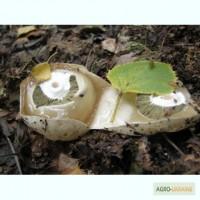 Продам настойку гриба Веселка (вбиває ракові клітини)