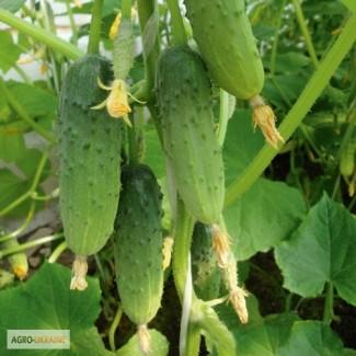 Продам семена Огурец Бочковой