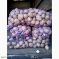 Продам картошку, Сорт Невская