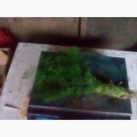 Продам укроп