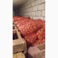 Продам штудгарт лук на перо