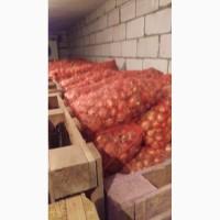 Продам штудгарт лук на перо