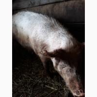 Продам 2-і свиноматки (велика біла)