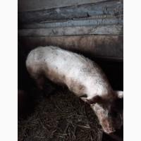 Продам 2-і свиноматки (велика біла)