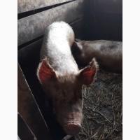 Продам 2-і свиноматки (велика біла)
