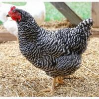 Куры Доминант Голубой, Зозулястый, Рыжий, Черный.Возраст 5 месяцев