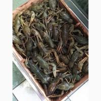 Раки речные живые