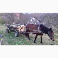 Продам кобилу