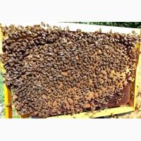 Продам бджолопакети Карпатка/ Пчелопакеты
