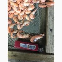 Продам Азовскую креветку