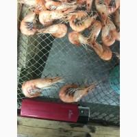 Продам Азовскую креветку
