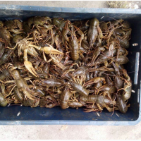 Раки річні живі