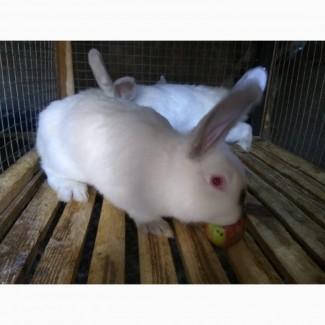 Продам кроликів Каліфорнія 4.5 місяці