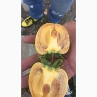 Хурма (королек) с Грузии