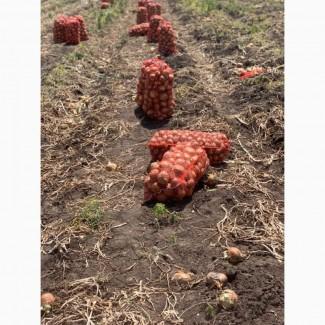 Якісна цибуля продам оптом