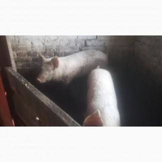 Продам свиней