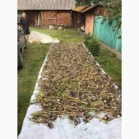 Продам часник оптом