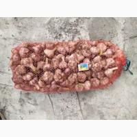 Продам часник оптом