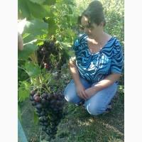 Продам надійні сорти винограду