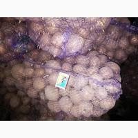 Продам семенной Картофель, , сорт Санте, Родриго, Романо, Сорая, калибр 4