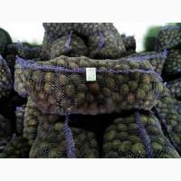 Продам семенной Картофель, , сорт Санте, Родриго, Романо, Сорая, калибр 4