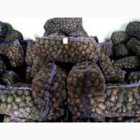 Продам семенной Картофель, , сорт Санте, Родриго, Романо, Сорая, калибр 4