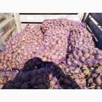 Продам семенной Картофель, , сорт Санте, Родриго, Романо, Сорая, калибр 4