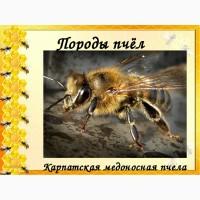 Продам пчелопакеты Карпатской породы