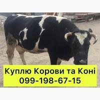 Купую Корови та Коні (Летичів, Бар, Жмеринка, Деражня, Стара Синява, Літин)