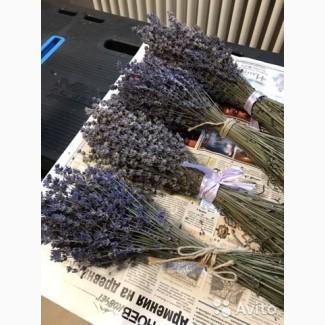 Продам Лаванду. Сорт Севтополис